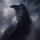raven