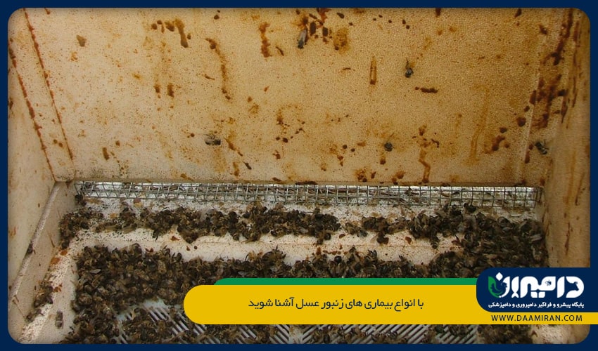 گاهی نیز غذای کم و نامطلوب در کندو موجب  شیوع اسهال بین زنبورهای یک کلنی می شود