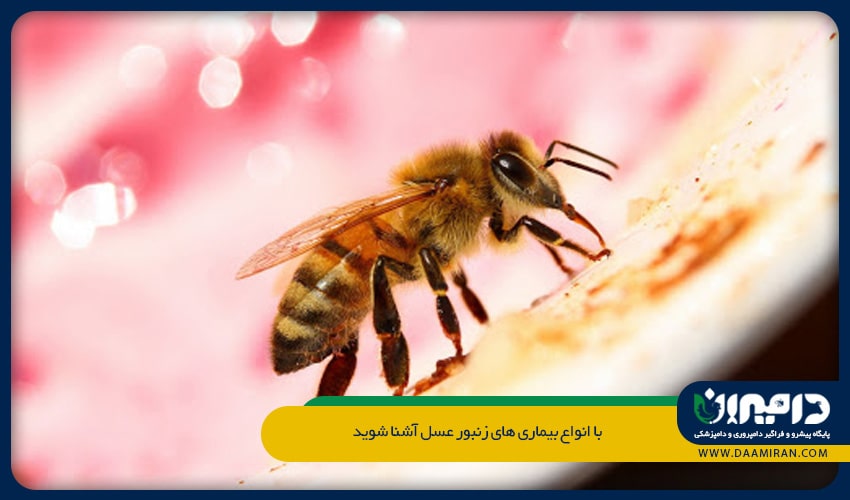 شکم زنبوران مبتلا براق و چرب به نظر می رسد که این حالت در اثر تجمع هاگ‎های بیماری نوزما در جدار روده زنبور است