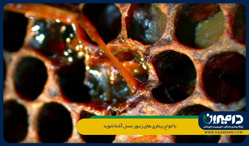 در اثر این بیماری، معمولا نوزادان در مراحل پایانی لاروی یا ابتدای مرحله شفیرگی می میرند