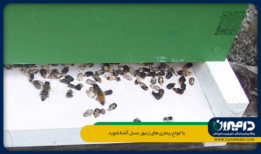 علت نامیدن این بیماری به لارو مومیایی، این است که لاروهای مرده، مومیایی شده اند 