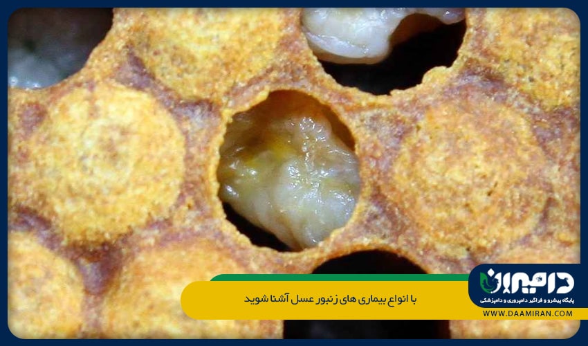 معمولا لارو پس از بسته شدن حجره اش با درپوش مومی می میرد