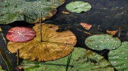 روایتی از زندگی در اعماق این مرداب