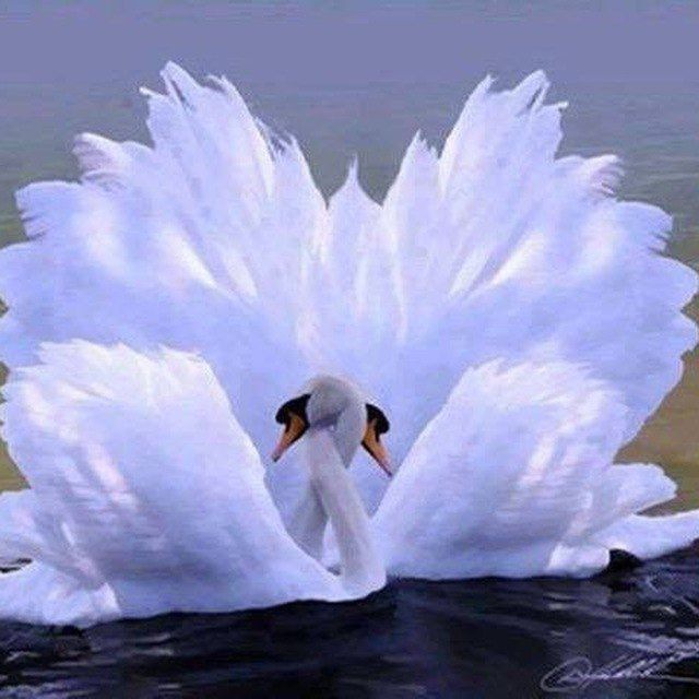 مرغ عاشق هوای دل