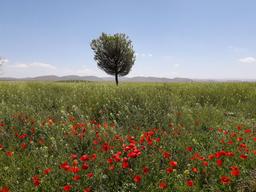 هوا را از او بگیر، اما خنده‌ات را نه!