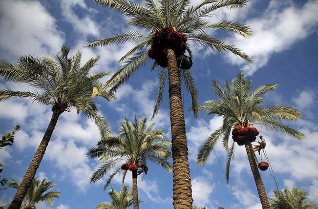 نخیلات سرفراز خشت و کنارتخته