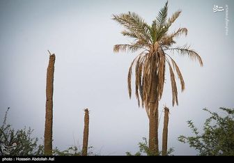 نخلها ، ایستاده می میرند...