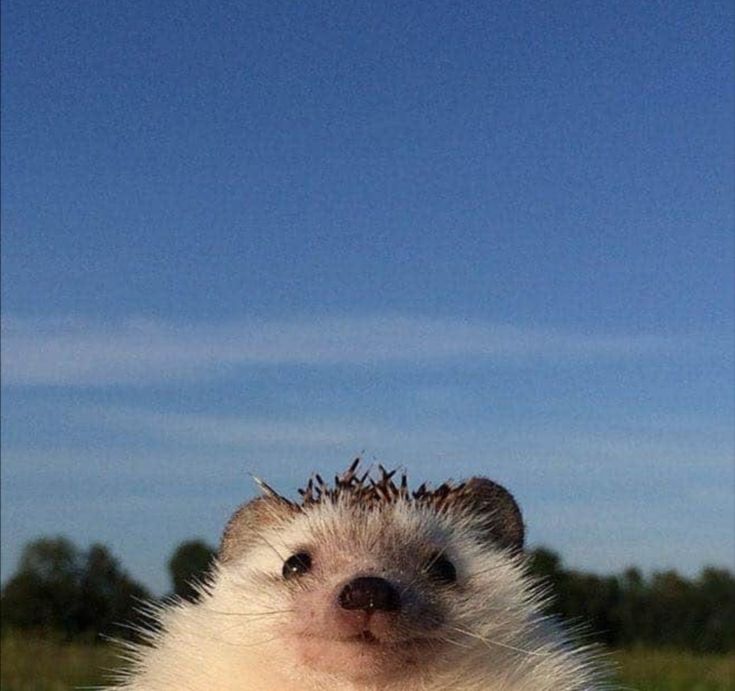 من  در حال آخرین چک کردن برگه ای که همه ی جواباش اشتباهه و کل ایندم بهش وصله: