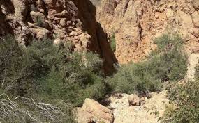 عکس تزیینی است