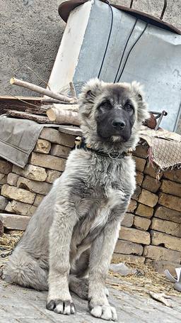 ببری علیرضا شافعی