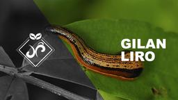 پرورش زالو طبی