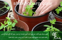 نحوه کاشت بذر گل در گلدان و باغچه{مراحل کامل کاشت بذر و +10نکته طلایی}