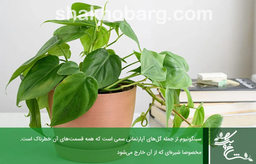 گیاهان سمی آپارتمانی»معروفترین گیاهان سمی که نمیدانید!!!