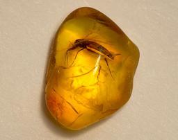 آشنایی سنگ کهربا