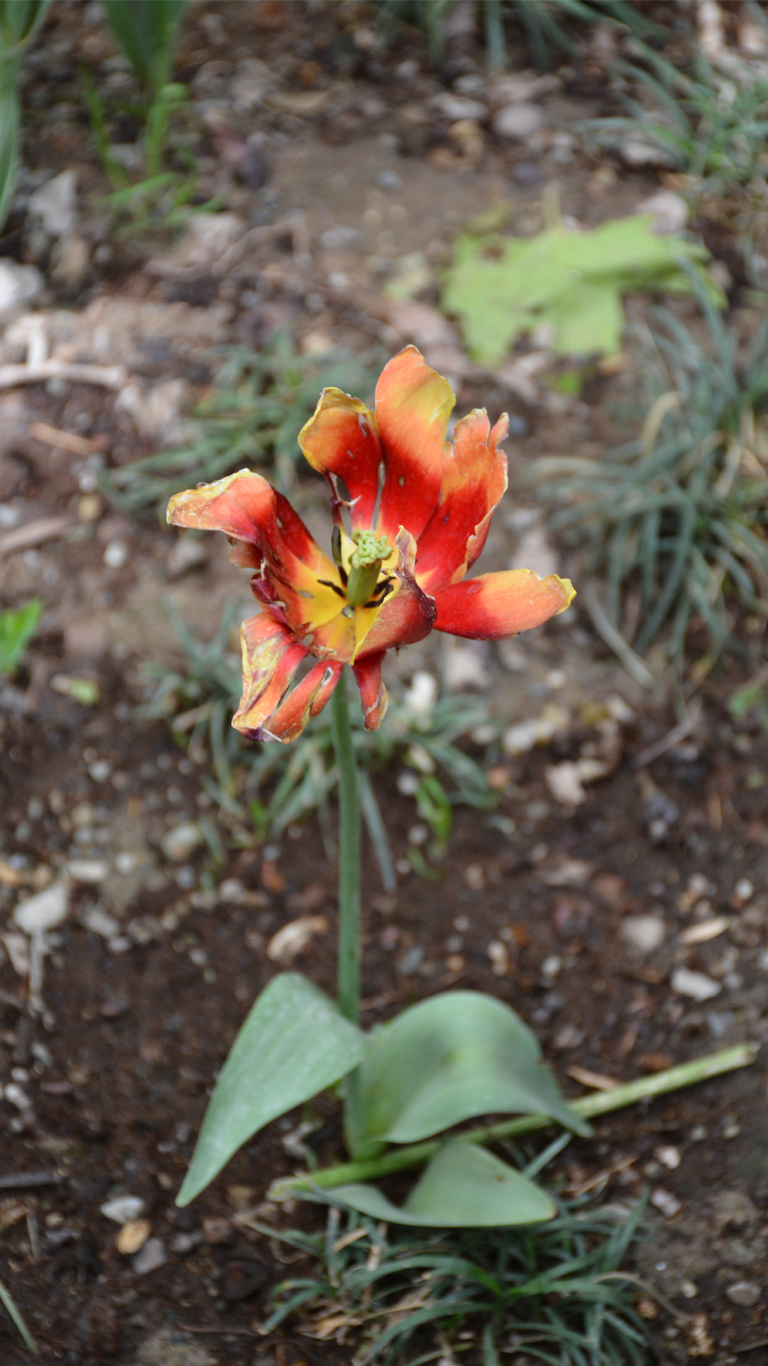 خسته اما ایستاده برای روزنه نور