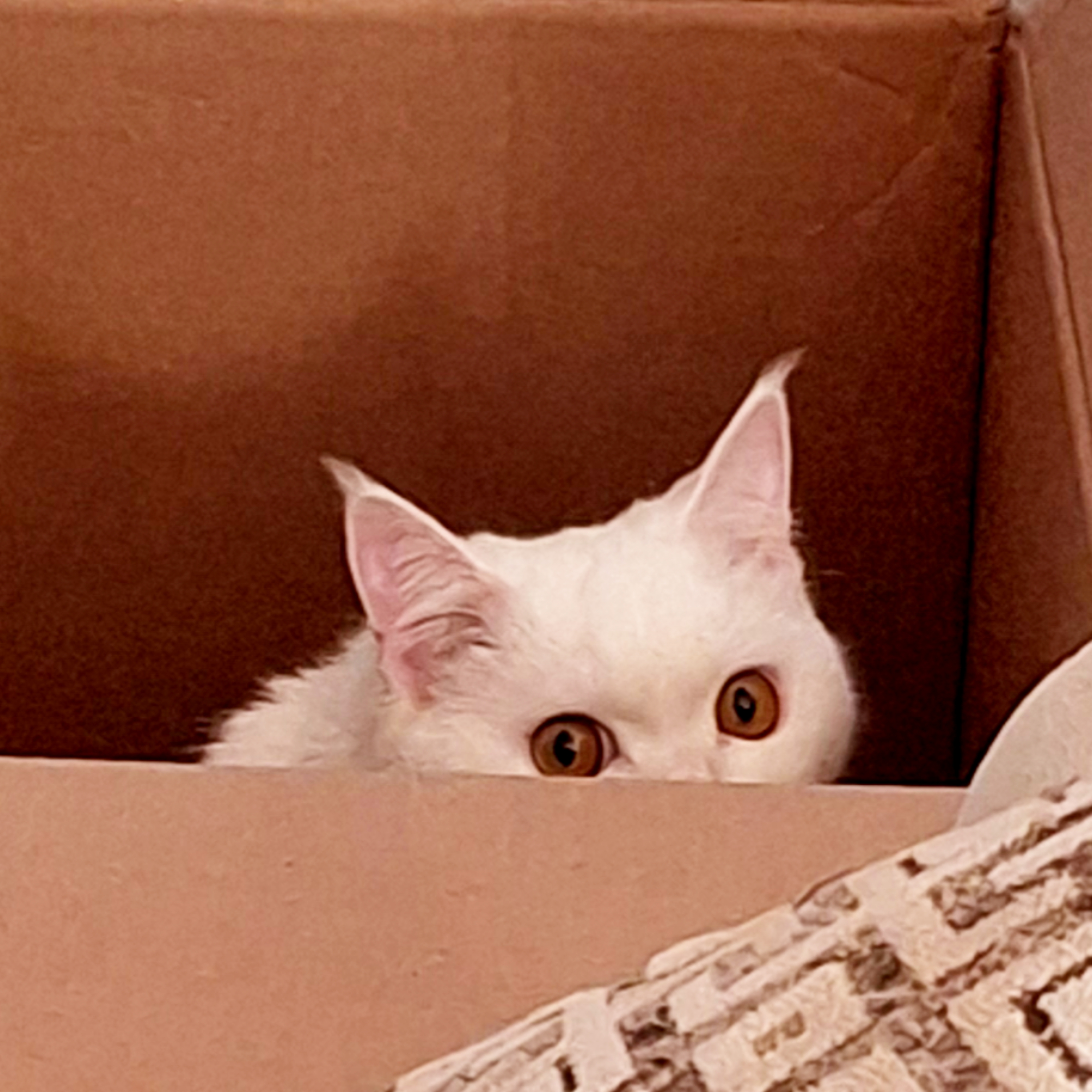 گربهای که آدم بود