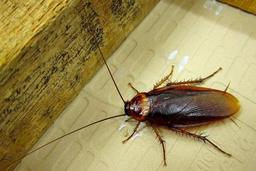 فواید و مضرات حضور سوسک در جهان