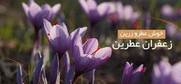 با 8 روش برای تشخیص زعفران اصل از تقلبی آشنا شوید!