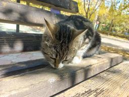 دلنوشته‌ی یه شاعر دیوونه!