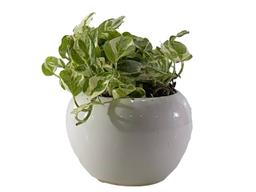 نگهداری گیاه پتوس