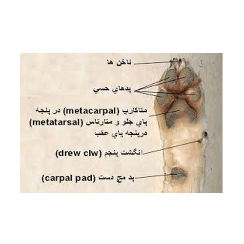 مشخصات پنجه پا سگ