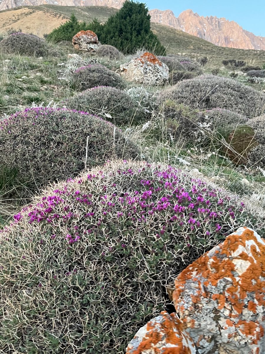  ارتفاع ۲۵۱۰ متر