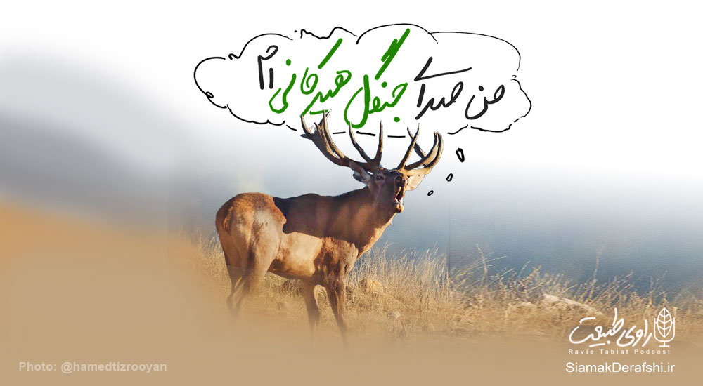 فصل گاوبانگی زمان مستی گوزن