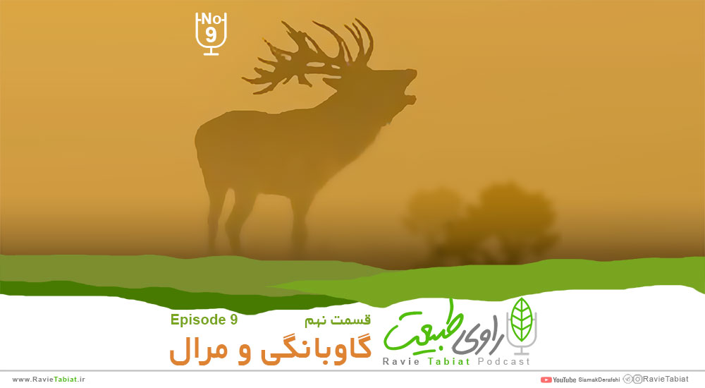 گاوبانگی قسمت نهم پادکست راوی طبیعت