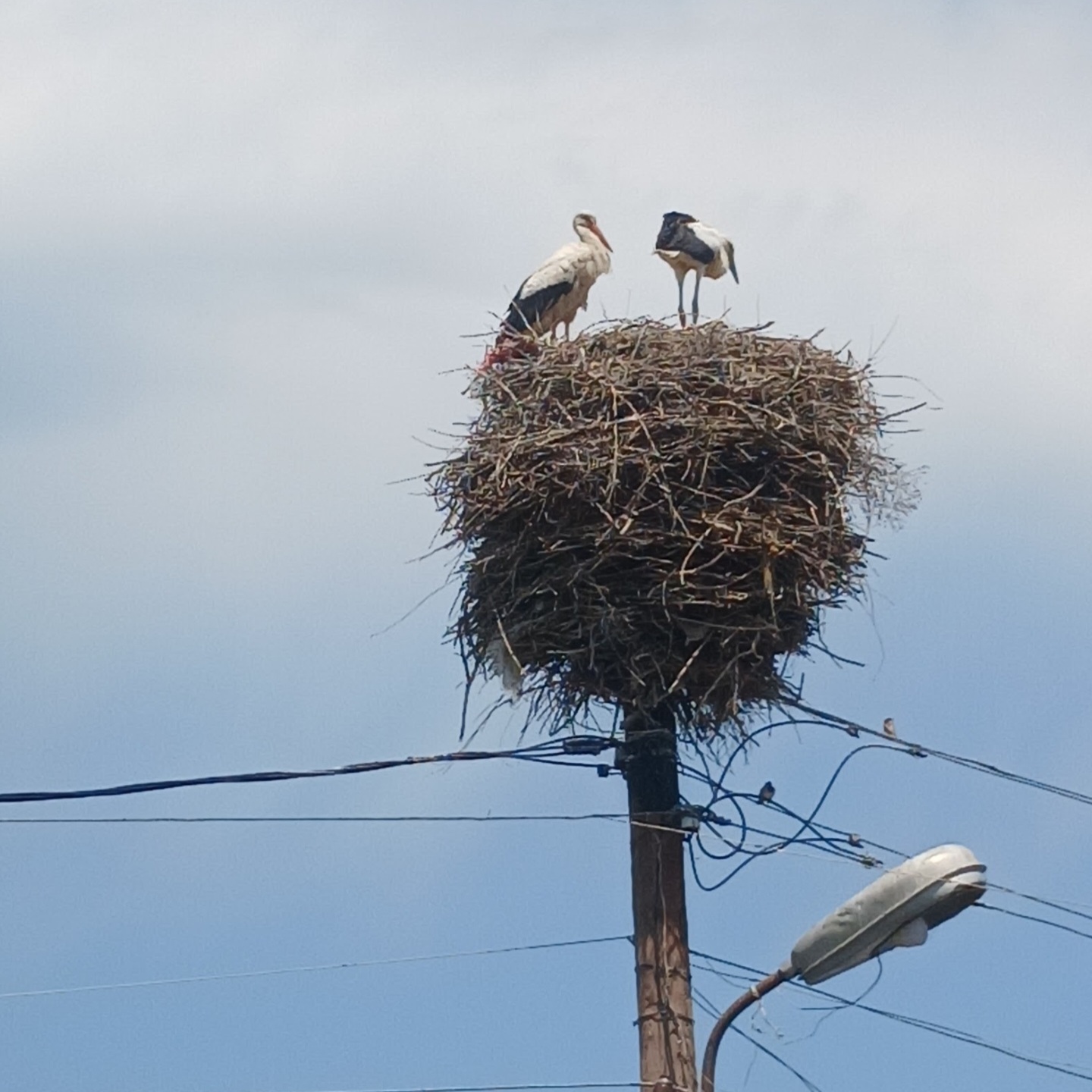 لکلکهای سفید