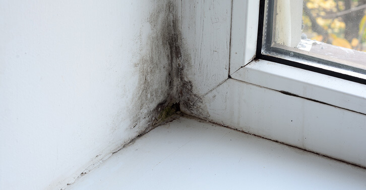 Control Mold and Moisture to destroying and control pests