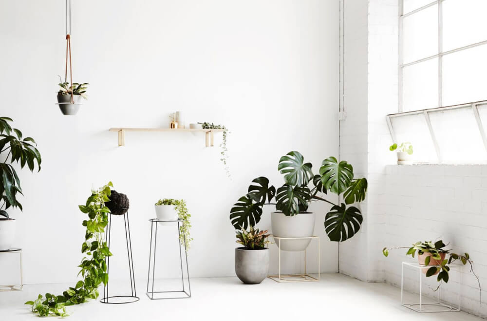look-out plants to destroying and control pests