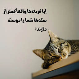 آیا گربه‌ها واقعا کمتر از سگ‌ها شما را دوست دارند؟