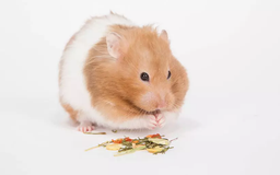 ده نکته‌ای که باید در مورد نگهداری از همستر به‌عنوان حیوان خانگی بدانید