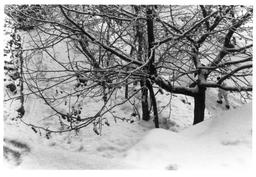 سیاه و سفید