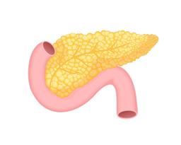 وظيفة البنكرياس في الجسم