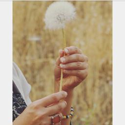 قاصدک دست تکان می دهد