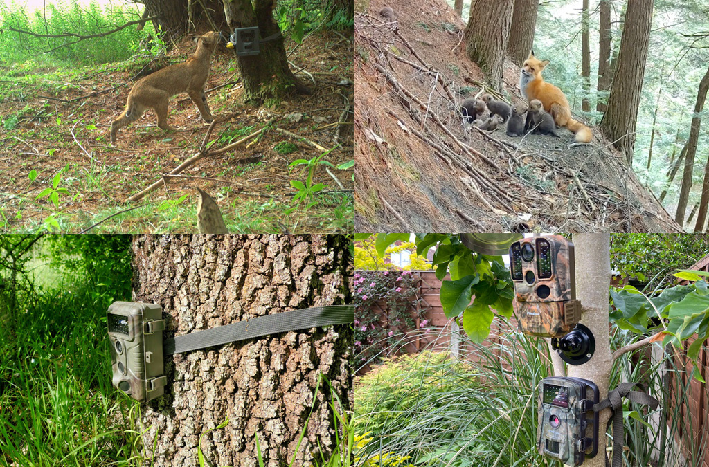 تصویربداری با دوربین حیات وحش