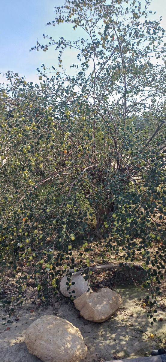 درختای کنار