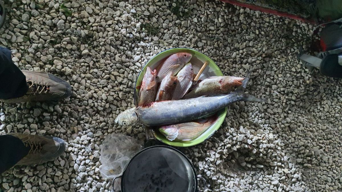 ماهیها و ما که در باورمون نمیگنجید این حجم از نعمت!