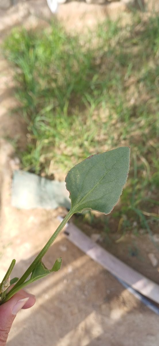 گیاه ترش و خوشمزه!