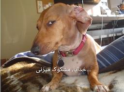 در مهر بر مهری چه‌ها گذشت؟