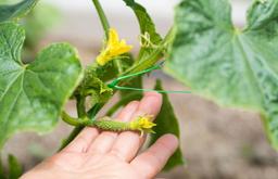 راهنمای کاشت بذر خیار: ایجاد باغچه‌ی خود و لذت بردن از محصولات تازه و سالم