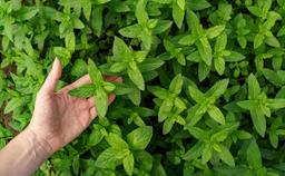 نعناع فلفلی: راهنمای کامل برای کشت و مراقبت