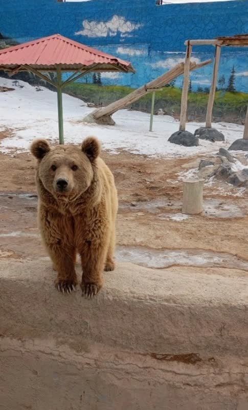 خرس باغ وحش دهکده طبیعت علیصدر