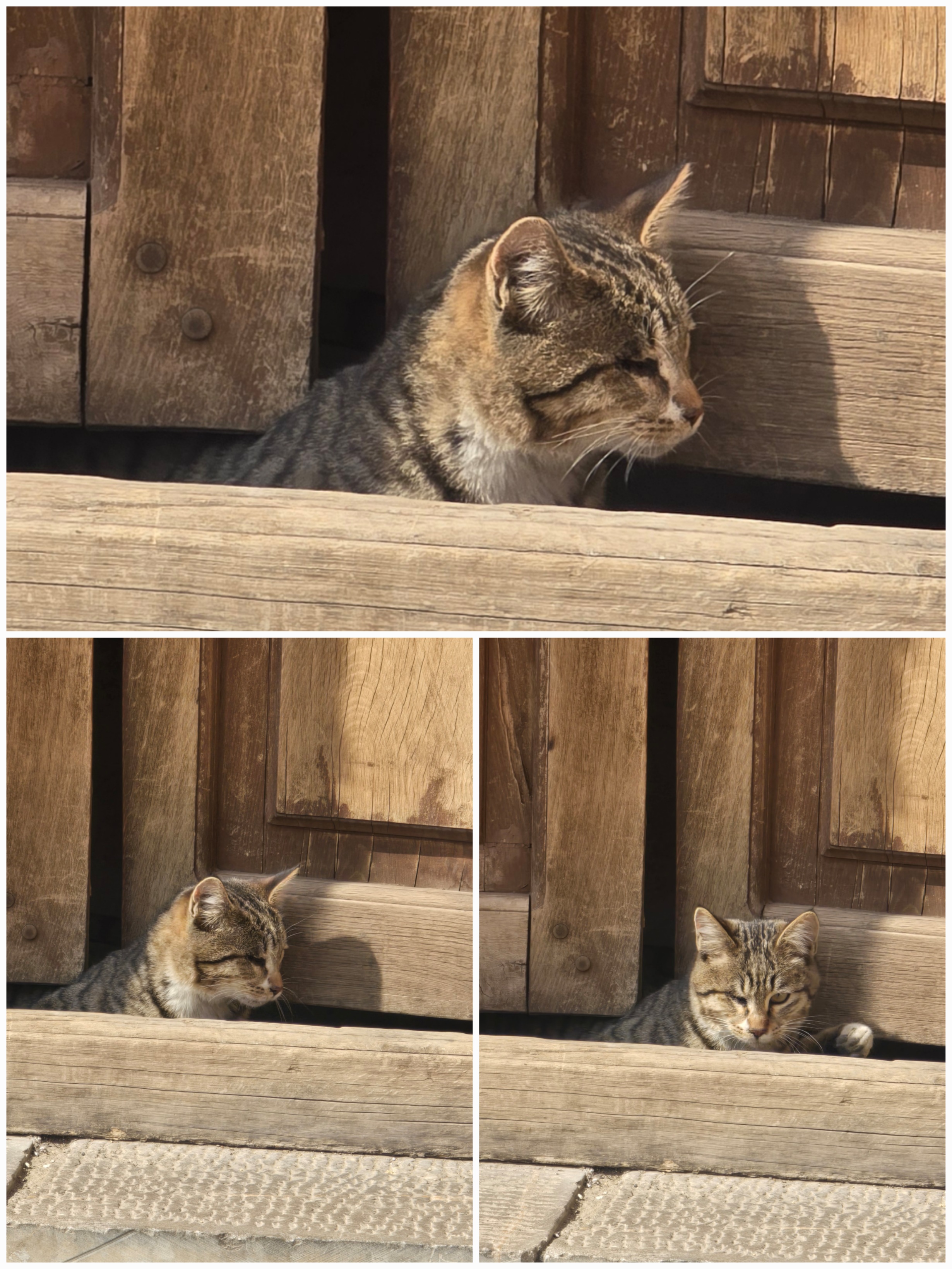 دل بی‌قرار، قرار از چه میجویی!