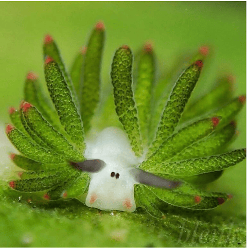 گوسفند دریایی، لیسه‌ای با چهره‌ بسیار بانمک