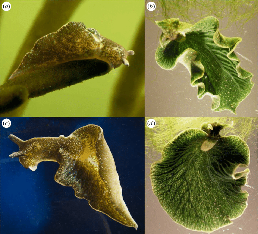 مراحل تبدیل لیسه دریایی به برگ 