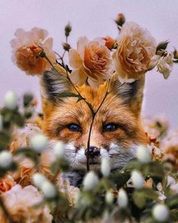 روباه نارنجی??