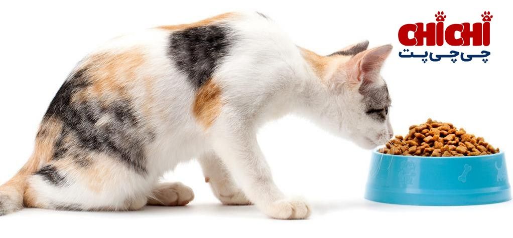 غذای خشک گربه مسن