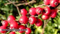 خواص زالزالک